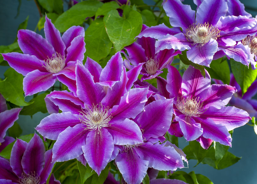 clematis