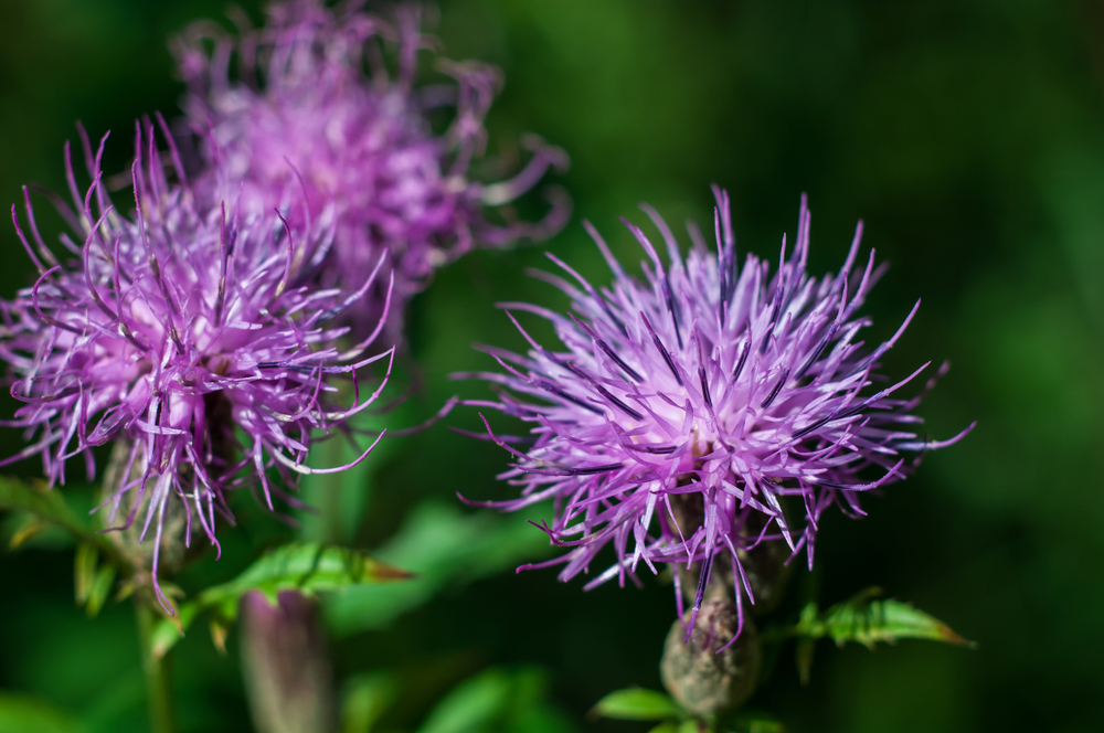 Flockenblume Richtig Pflegen Pflanzen Und Vermehren