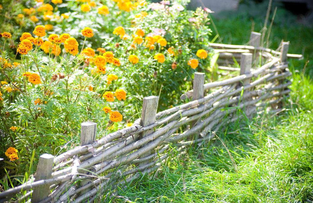 Blumenwiese anlegen So gelingt die richtige