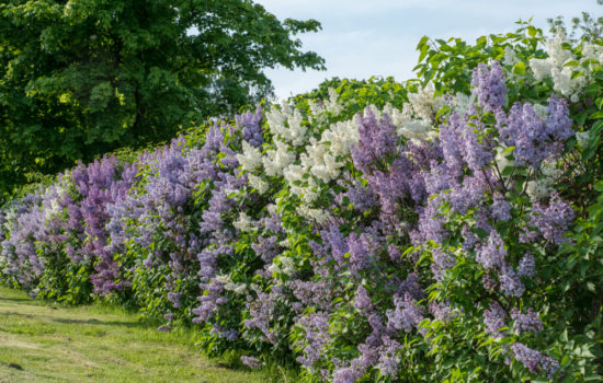 wildhecke