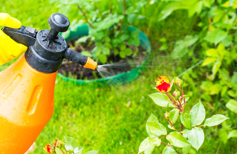 Biologische Sch dlingsbek mpfung Welche M glichkeiten Gibt Es 