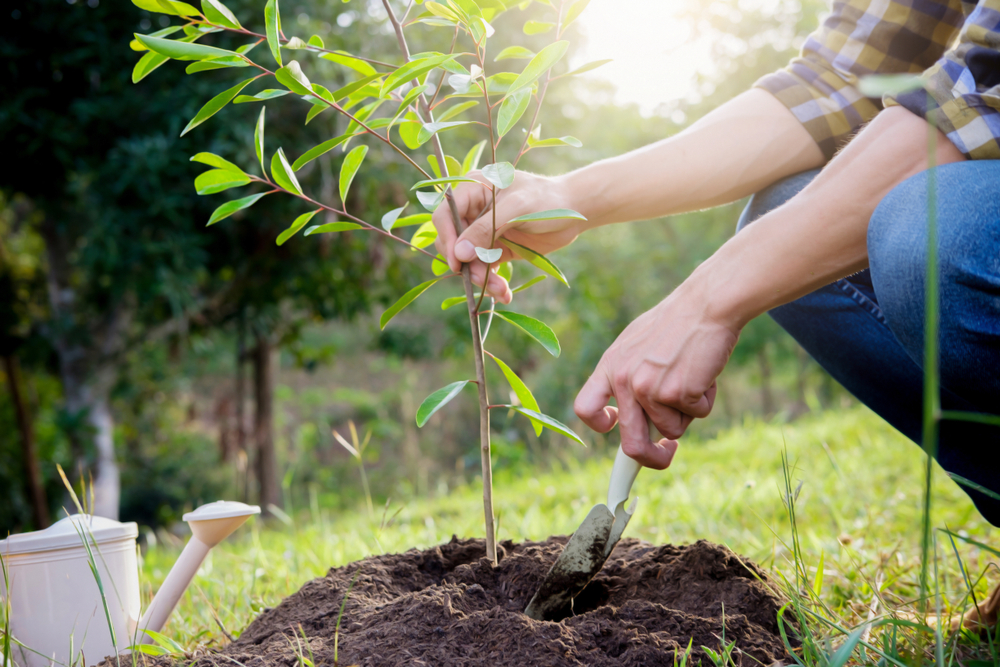 Baum pflanzen So pflanzen und pflegen Sie Ihren Baum